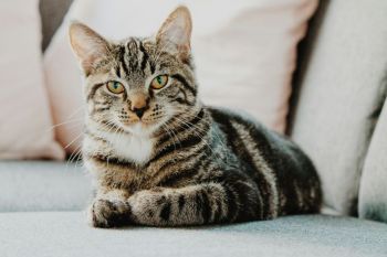 Cat adoption