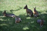 Patagonian mara  