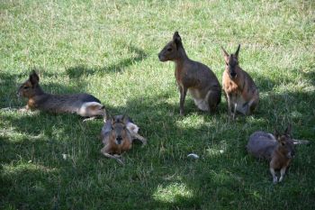 Patagonian mara