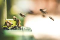 bee swarm A honey farm in Rocklin, CA is home to over 300,000 busy bees. 