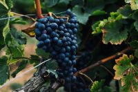 Wine harvest Grapes in a vineyard 