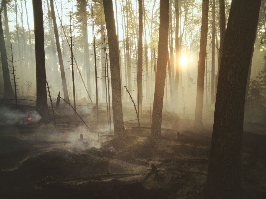 Tragedy Aftermath of a Forest Fire in Canada saskatchewan,light,nature