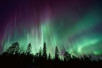 Aurora Borealis Polar lights over dark trees aurora,sky,nature