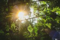 green ray Beautiful sun rays coming through green leaves. 