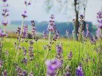 Industry Oil Sweet lavender in a green field lavender,plant,floral