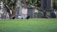 Corvids crows Crown in Greyfriars Kirkyard in Edinburgh, Scotland. uk,edinburgh,candlemaker row