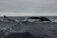 ocean conservation Embrace the raw power and serene beauty of the ocean's gentle giants with this captivating photograph of humpback whales off the coast of Isla de la Plata, Ecuador. Witness the majesty of these leviathans in their natural habitat, where the sea meets the sky in a dance of waves and whispers. Perfect for those who seek to bring the spirit of adventure and the essence of marine conservation into their lives. isla de la plata,ecuador,sea life