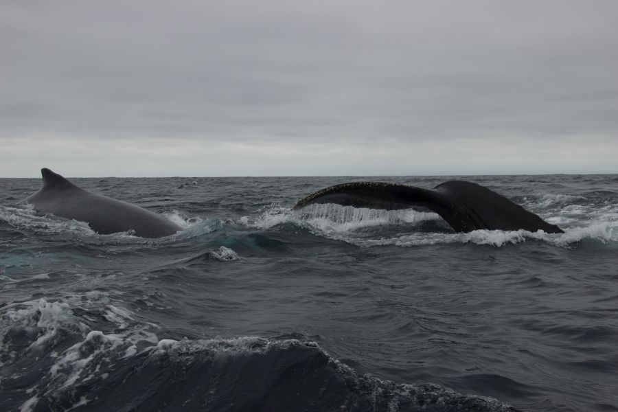 ocean conservation Embrace the raw power and serene beauty of the ocean's gentle giants with this captivating photograph of humpback whales off the coast of Isla de la Plata, Ecuador. Witness the majesty of these leviathans in their natural habitat, where the sea meets the sky in a dance of waves and whispers. Perfect for those who seek to bring the spirit of adventure and the essence of marine conservation into their lives. isla de la plata,ecuador,sea life