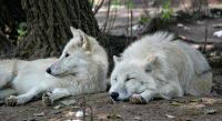 Wolves Zoo  grey,wolf,berlin