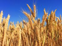 ancient wheat Wheat Field 