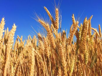 ancient wheat Wheat Field 