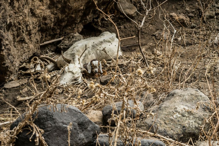 Child death  animal,mother,tenerife