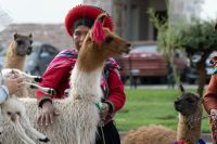 alpacas festival  