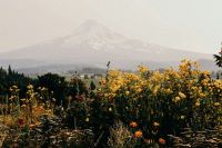 Wildflowers Mountain Wildflowers flower,field,yellow