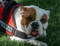 assistance dog  