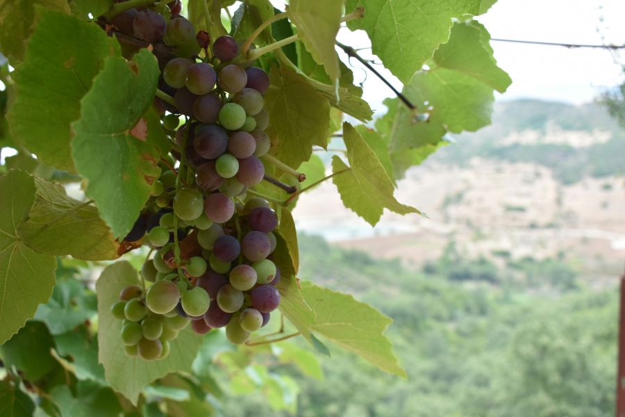 Albanian produce Oh, it's grape season; Pure grapes getting ready for harvest period. albania,komat,grapes