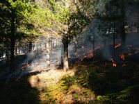 Firefighters Forest This is a controlled fire near Faro, Portugal. The forest owner uses to prevent future fires 