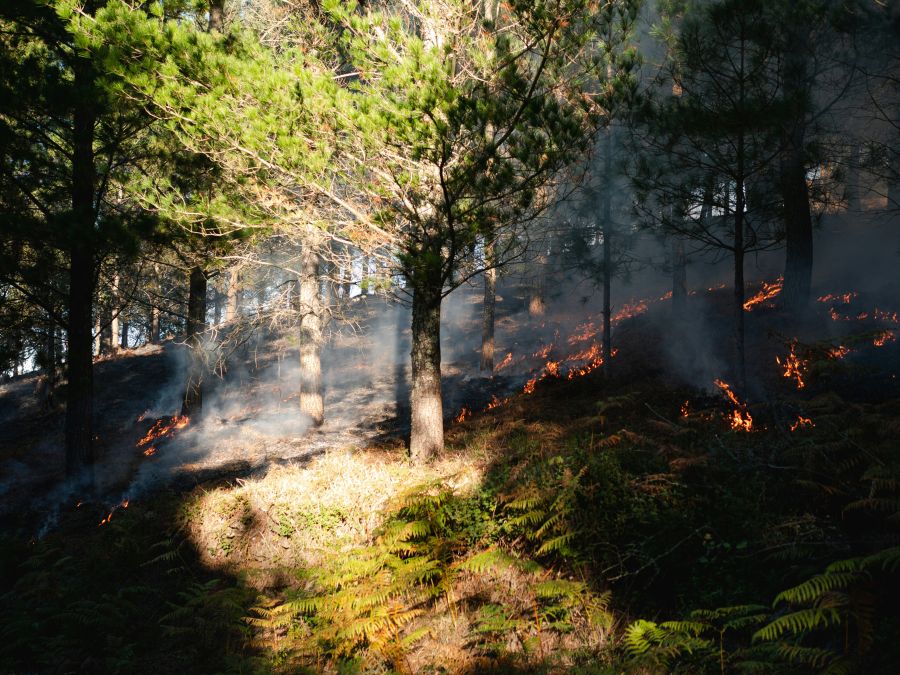 Firefighters Forest This is a controlled fire near Faro, Portugal. The forest owner uses to prevent future fires 