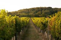 Wine vineyard  