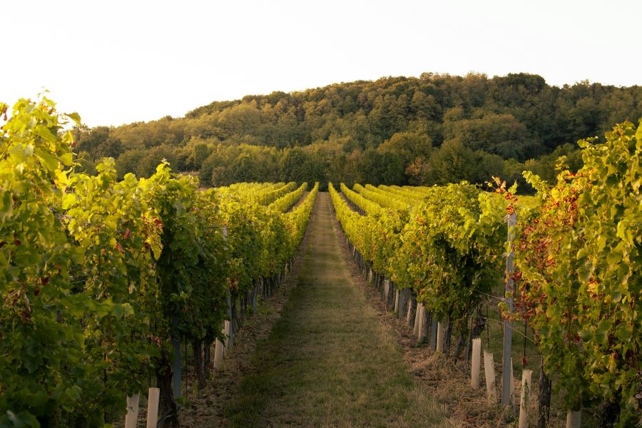 Wine vineyard  