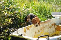 asylum seeker  old,searching,pup