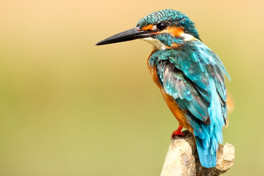 Collisions Bird Blue Kingfisher bird,animal,taiwan