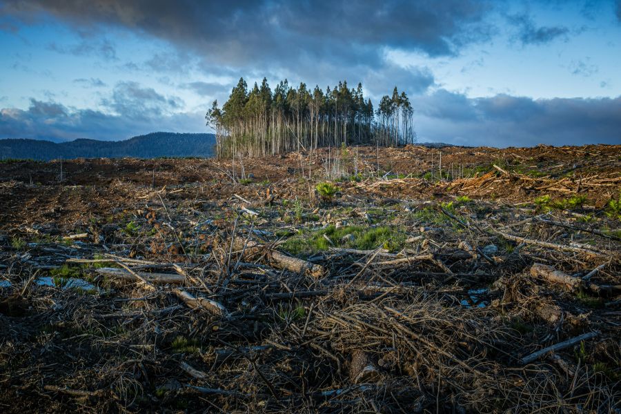 Climate change Forestry activities in Tasmania, Australia. tasmania,australia,forest