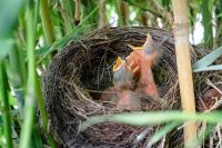 Empty Nesters Close up of Three baby blackbirds in a nest opening their mouth for food.  nest,tourism,little