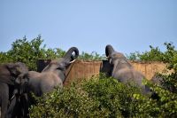 Nadine Gobet Elephants drinking water in the Kruger National Park, South Africa. south africa,kruger national park,bush