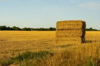 Animal feed A hay bale in a field of recently harvested wheat. 