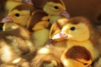 Ducklings Duckling chicks 