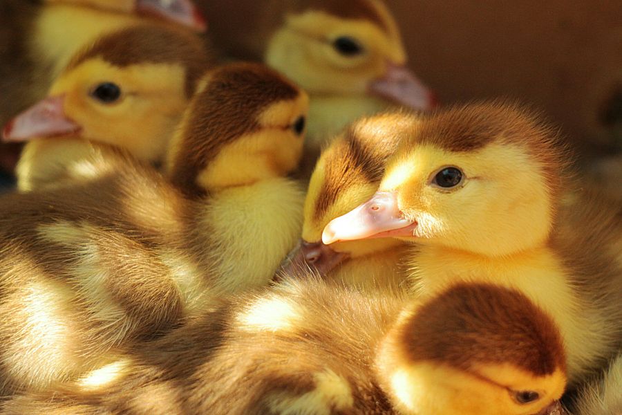 Ducklings Duckling chicks 