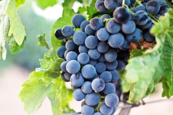 grape vineyard 2017 Vintage