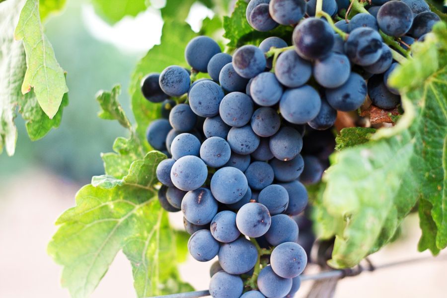 grape vineyard 2017 Vintage 