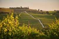 Vineyard Italien vineyard landscape during sunset. In Tuscany 