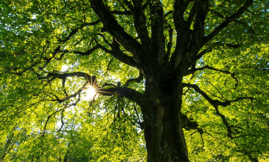 Trees Tree in backlight