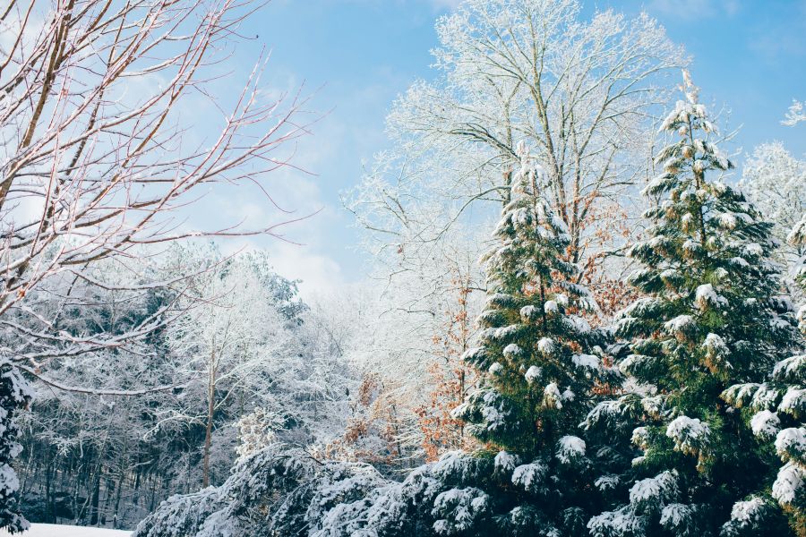 winter Snow trees on trail
