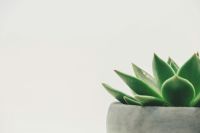 Swiss social Enjoy a potted succulent in minimalist form. concrete,leaves,planter