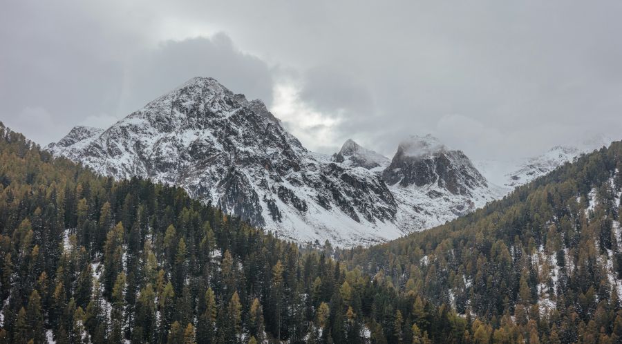 Mountain Alpine White mountains near evergreen woods cold,forest,snow