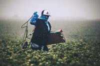 Immigration  Strawberry Picking // Field workers in California are almost exclusively immigrants who work at back-breaking labor to support themselves and their families. Remember them with gratitude the next time you're buying produce.  usa,united states,picking