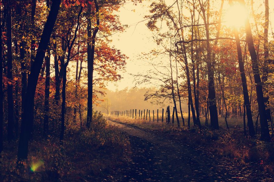 Autumn  