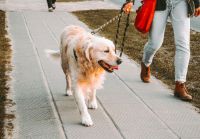 Dog walking  dog,golden retriever,leash