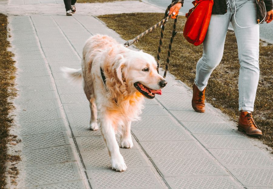Dog walking dog,golden retriever,leash