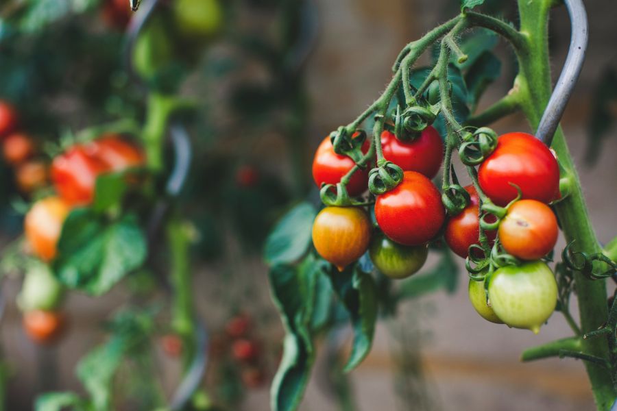 pesticide Fresh harvest homegrown bio (pesticide and GMO free) vegetable tomatoes – Urban gardening 