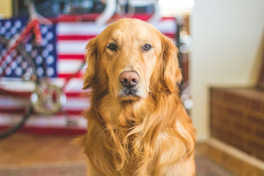 Dog Golden retriever dog