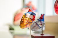 transparency medical Model organ myocardial infarctions,human physiology,mankind
