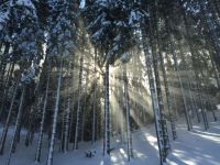 Winter Solstice Sunshine and snowy trees winter,tree,italy