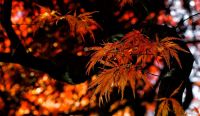 Paternity leave Autum impression 0345 plant,tree,foliage