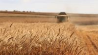 Agriculture subsidies Harvesting the Wheat Crop agriculture,nature,brown