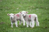 animal welfare Lambs in a field sheep,mammal,vegan